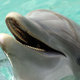 Illustration for article titled Not Even Dolphins Are Safe from the Bullying Epidemic